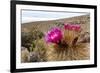 Silver torch (Cleistocactus strausii), flowering near the salt flats in Salar de Uyuni, Bolivia-Michael Nolan-Framed Photographic Print