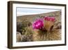 Silver torch (Cleistocactus strausii), flowering near the salt flats in Salar de Uyuni, Bolivia-Michael Nolan-Framed Photographic Print