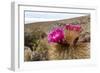 Silver torch (Cleistocactus strausii), flowering near the salt flats in Salar de Uyuni, Bolivia-Michael Nolan-Framed Photographic Print