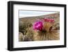 Silver torch (Cleistocactus strausii), flowering near the salt flats in Salar de Uyuni, Bolivia-Michael Nolan-Framed Photographic Print