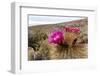 Silver torch (Cleistocactus strausii), flowering near the salt flats in Salar de Uyuni, Bolivia-Michael Nolan-Framed Photographic Print