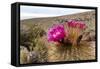 Silver torch (Cleistocactus strausii), flowering near the salt flats in Salar de Uyuni, Bolivia-Michael Nolan-Framed Stretched Canvas