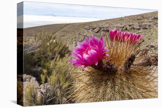 Silver torch (Cleistocactus strausii), flowering near the salt flats in Salar de Uyuni, Bolivia-Michael Nolan-Stretched Canvas