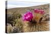 Silver torch (Cleistocactus strausii), flowering near the salt flats in Salar de Uyuni, Bolivia-Michael Nolan-Stretched Canvas