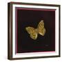 Silver Washed Fritillary Butterfly, 2000-Amelia Kleiser-Framed Giclee Print