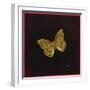 Silver Washed Fritillary Butterfly, 2000-Amelia Kleiser-Framed Giclee Print