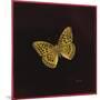 Silver Washed Fritillary Butterfly, 2000-Amelia Kleiser-Mounted Giclee Print