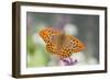 Silver Washed Fritillary Butterfly Male-null-Framed Photographic Print