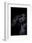 Silverback Gorillia thinking on black-Sue Demetriou-Framed Photographic Print