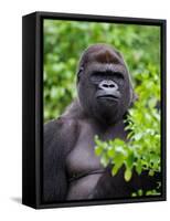 Silverback Lowland Gorilla-Adam Jones-Framed Stretched Canvas