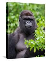 Silverback Lowland Gorilla-Adam Jones-Stretched Canvas