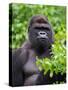 Silverback Lowland Gorilla-Adam Jones-Stretched Canvas