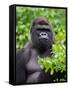 Silverback Lowland Gorilla-Adam Jones-Framed Stretched Canvas