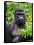 Silverback Lowland Gorilla-Adam Jones-Framed Stretched Canvas