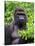 Silverback Lowland Gorilla-Adam Jones-Stretched Canvas