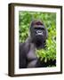 Silverback Lowland Gorilla-Adam Jones-Framed Photographic Print