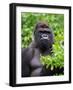 Silverback Lowland Gorilla-Adam Jones-Framed Photographic Print