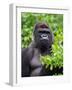 Silverback Lowland Gorilla-Adam Jones-Framed Photographic Print