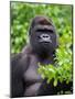 Silverback Lowland Gorilla-Adam Jones-Mounted Photographic Print
