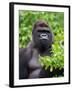 Silverback Lowland Gorilla-Adam Jones-Framed Photographic Print