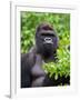 Silverback Lowland Gorilla-Adam Jones-Framed Photographic Print