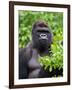 Silverback Lowland Gorilla-Adam Jones-Framed Photographic Print
