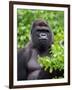 Silverback Lowland Gorilla-Adam Jones-Framed Photographic Print