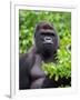 Silverback Lowland Gorilla-Adam Jones-Framed Photographic Print