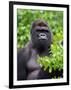 Silverback Lowland Gorilla-Adam Jones-Framed Photographic Print