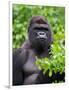 Silverback Lowland Gorilla-Adam Jones-Framed Photographic Print