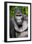 Silverback Male Eastern Lowland Gorilla (Gorilla Beringei Graueri)-Eric Baccega-Framed Premium Photographic Print