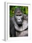 Silverback Male Eastern Lowland Gorilla (Gorilla Beringei Graueri)-Eric Baccega-Framed Premium Photographic Print