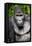 Silverback Male Eastern Lowland Gorilla (Gorilla Beringei Graueri)-Eric Baccega-Framed Stretched Canvas