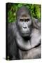 Silverback Male Eastern Lowland Gorilla (Gorilla Beringei Graueri)-Eric Baccega-Stretched Canvas