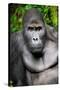 Silverback Male Eastern Lowland Gorilla (Gorilla Beringei Graueri)-Eric Baccega-Stretched Canvas