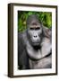 Silverback Male Eastern Lowland Gorilla (Gorilla Beringei Graueri)-Eric Baccega-Framed Photographic Print