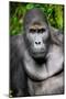 Silverback Male Eastern Lowland Gorilla (Gorilla Beringei Graueri)-Eric Baccega-Mounted Photographic Print