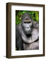 Silverback Male Eastern Lowland Gorilla (Gorilla Beringei Graueri)-Eric Baccega-Framed Photographic Print