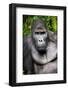 Silverback Male Eastern Lowland Gorilla (Gorilla Beringei Graueri)-Eric Baccega-Framed Photographic Print