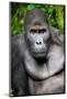 Silverback Male Eastern Lowland Gorilla (Gorilla Beringei Graueri)-Eric Baccega-Mounted Photographic Print