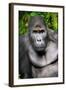 Silverback Male Eastern Lowland Gorilla (Gorilla Beringei Graueri)-Eric Baccega-Framed Photographic Print