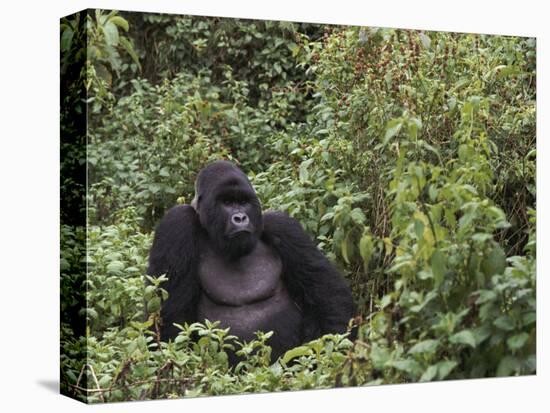 Silverback Mountain Gorilla, Amongst Vegetation, Zaire-Staffan Widstrand-Stretched Canvas