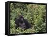 Silverback Mountain Gorilla, Amongst Vegetation, Zaire-Staffan Widstrand-Framed Stretched Canvas