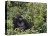 Silverback Mountain Gorilla, Amongst Vegetation, Zaire-Staffan Widstrand-Stretched Canvas