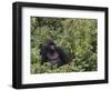 Silverback Mountain Gorilla, Amongst Vegetation, Zaire-Staffan Widstrand-Framed Premium Photographic Print