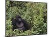 Silverback Mountain Gorilla, Amongst Vegetation, Zaire-Staffan Widstrand-Mounted Premium Photographic Print