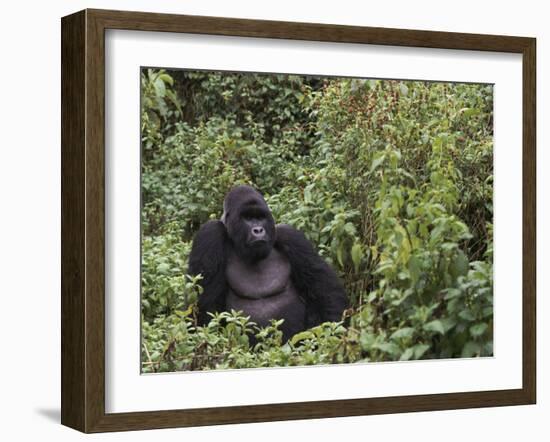 Silverback Mountain Gorilla, Amongst Vegetation, Zaire-Staffan Widstrand-Framed Photographic Print