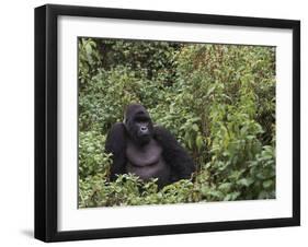 Silverback Mountain Gorilla, Amongst Vegetation, Zaire-Staffan Widstrand-Framed Photographic Print