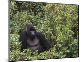 Silverback Mountain Gorilla, Amongst Vegetation, Zaire-Staffan Widstrand-Mounted Photographic Print