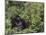 Silverback Mountain Gorilla, Amongst Vegetation, Zaire-Staffan Widstrand-Mounted Photographic Print